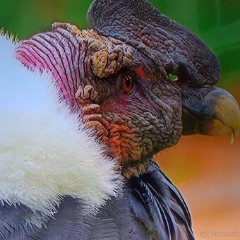 Samsung Led,LCD smart tv 4k 49(123cm) - 2