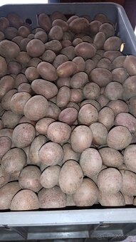 Predaj zemiakov - 2