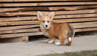 Welsh Corgi Pembroke s PP - 2