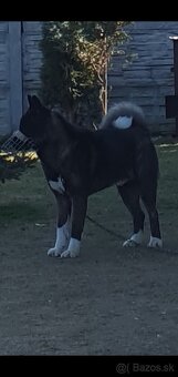 Americka akita - 2