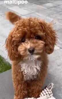 Kúpim mini maltipoo - fenku - 2