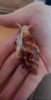 Slimaky lissachatina fulica albino body - 2