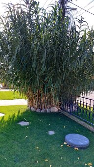Ponukam arundo donax bambusova trava - 2