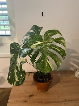 Monstera thai, Monstera albo, Monstera esqueleto - 2