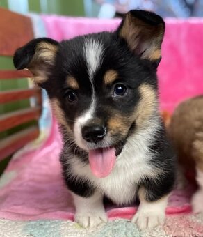 Samec a samica rozkošného úžasného Pembroke Welsh Corgi - 2