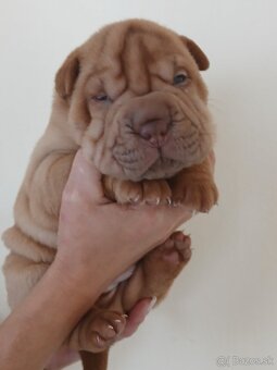 Sharpei, šarpej stěně s PP - 2