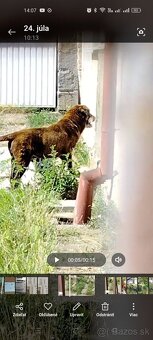 Darujem Labradora - 2