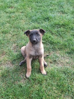Belgický ovčiak malinois šteniatka - 2