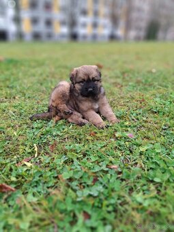 Predam kríženca steniatko - 2