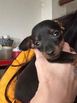 Pražský krysařik - 2