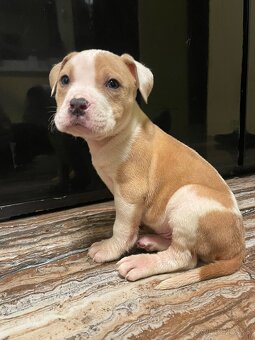 Americký stafordšírsky teriér, Amstaff, Staford - 2