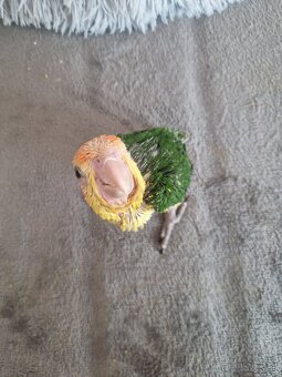 Amazonik bielobruchy - 2