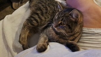 DARUJEM MAČIATKA - 2