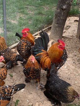 Kohútiky Milflérky papučkovej - 2
