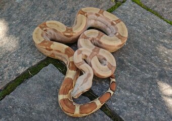 Boa imperator - Hypo RLT het VPI, Ghost het VPI, VPI Sunglow - 2