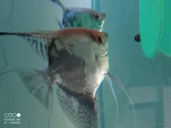 Geophagus red head tapajos + skalare - 2