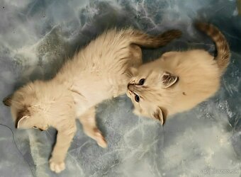 Ragdoll - 2