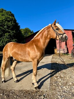 Haflinger - 2