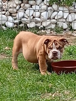 Anglicky buldog - 2