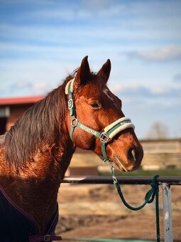 Predám valacha quarter horse - 2