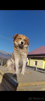 Dobrí darujem fenku borda koliu - 2