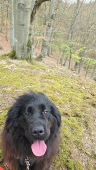 Novofundlandský pes Betty - 2