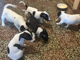 Jack Russell teriér - 2
