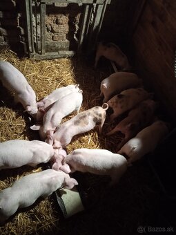 Predám odstavčata - 2
