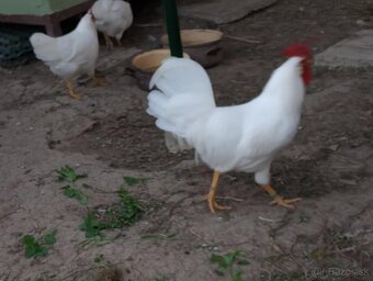 Kohút - Leghorn biely - 2