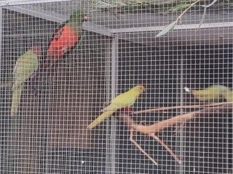 Papagáj Královský žltý predaj - 2