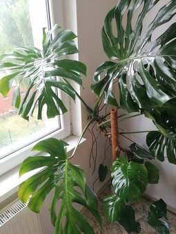 Monstera deliciosa XXL - 2