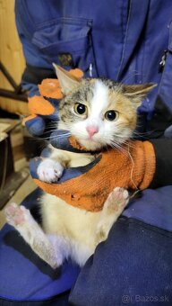 darujem macata, macku, kocura - 2