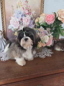 Shih tzu s pp FCI - 2
