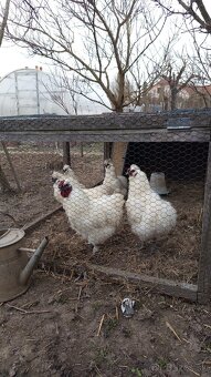 Kohút hodvabničiar - 2