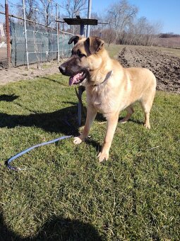 Nemecký ovčiak - 2