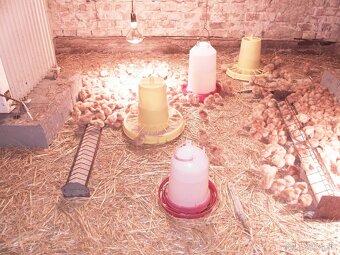 BRIGADA NA FARME Z UBYTOVANIM AJ PRE CUDZINCOU - 2