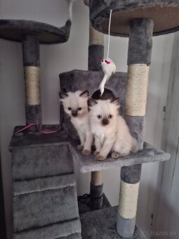 Ragdoll - 2