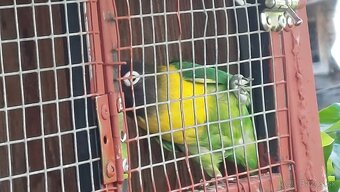 Predam agapornisy - 2