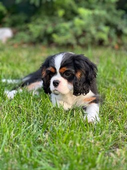 Cavalier King Charles Spaniel s FCI rodokmeňom - 2