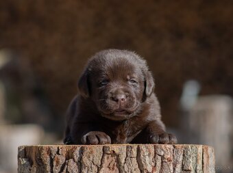 Labrador retriever s PP,  Labradorsky retriever - 2