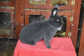 Predam Viedensky modry - 2