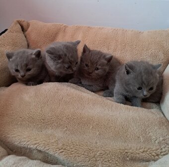 Britské mačiatka (VOĽNÝ KOCURIKOVIA) - 2