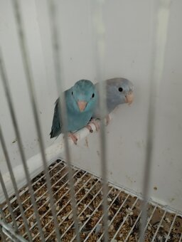 Predám Forpusi a Pyruru zelenolica - 2