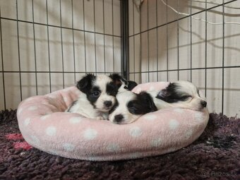 Papillon steniatka - 2