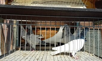 vysokoletky holuby - 2