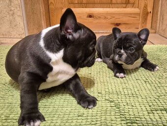 Francúzsky buldoček,buldog,bulldog - 2