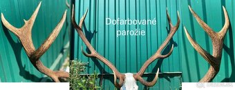 Vyváranie poľovníckych trofejí - 2