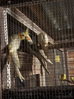 Predám papagáje spevavé a korely - 2