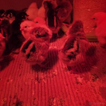 Čistokrvné kuriatka - 2