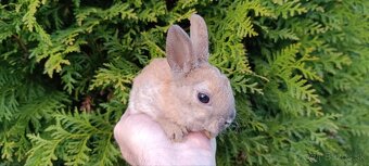 Zakrslý králik - 2